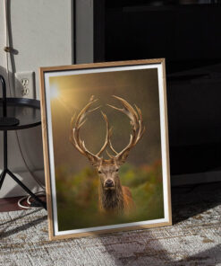 Alternative view of Peace My Deer