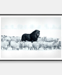 Lion Among Sheep